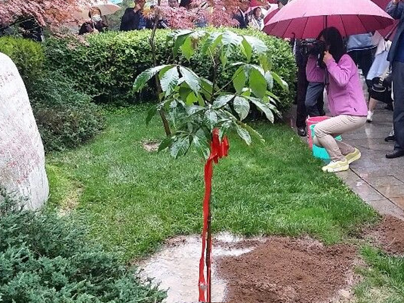「娑罗树」玄奘手植娑罗树子树赠送仪式在陕西西安大慈恩寺举行