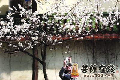 「樱花」春暖花开 江苏南京鸡鸣寺路上的“消息树”开花了