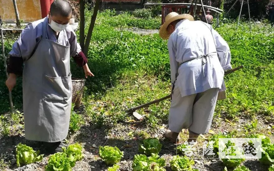 「佛教」抢抓农时,自力更生,湖北各寺掀起春耕生产热潮 「佛教」抢抓农时,自力更生,湖北各寺掀起春耕生产热潮