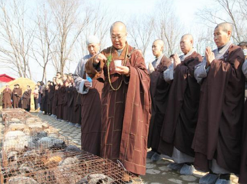 「狐狸」黑龙江大庆果成寺2016年春季救助狐狸纪实