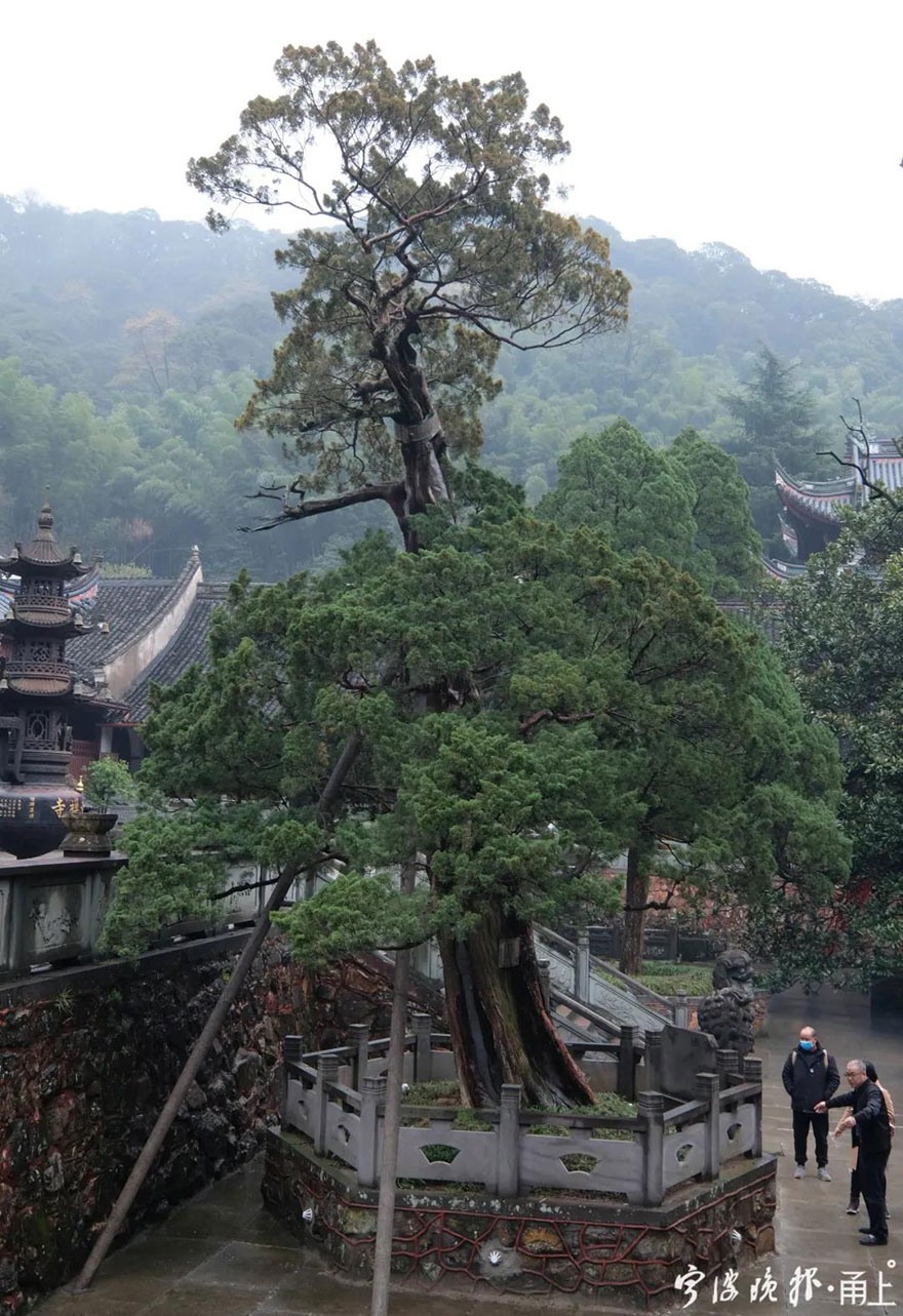 「天童寺」宁波天童寺1260岁唐柏经救治后复荣