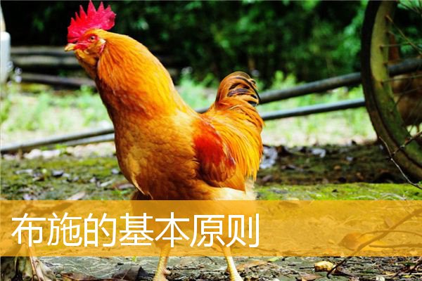 「文化」布施的基本原则