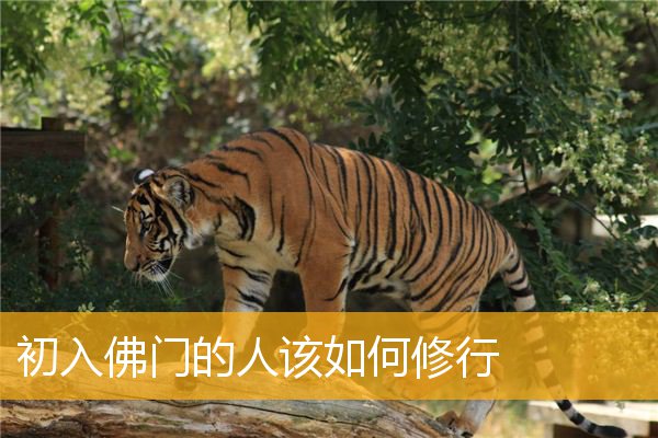 「佛门」初入佛门的人该如何修行