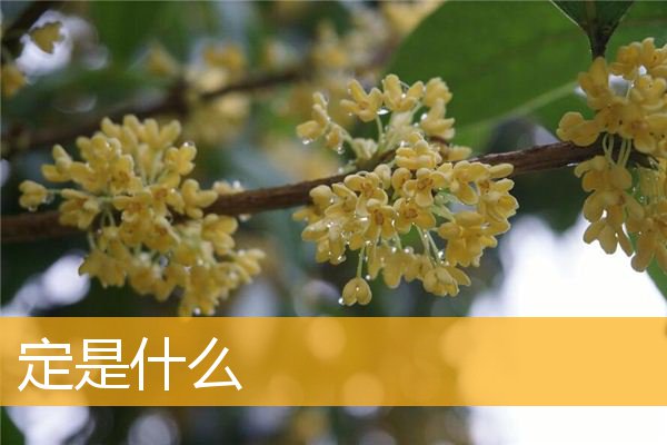 「文化」定是什么