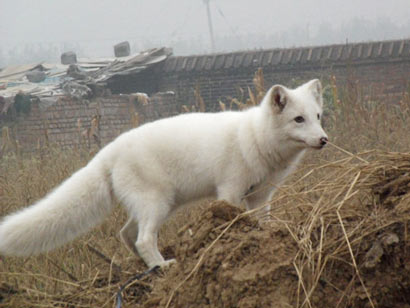 「狐狸」被救的狐狸唐山大地震当夜拼死救恩人
