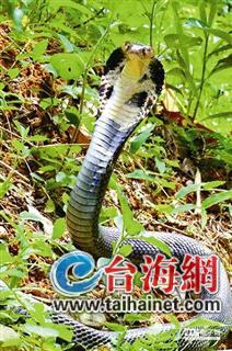 「放生功德」无智慧“放生”引发台湾社会争议