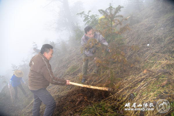 「峨眉山」四川峨眉山大佛禅院僧众为名山植树添绿
