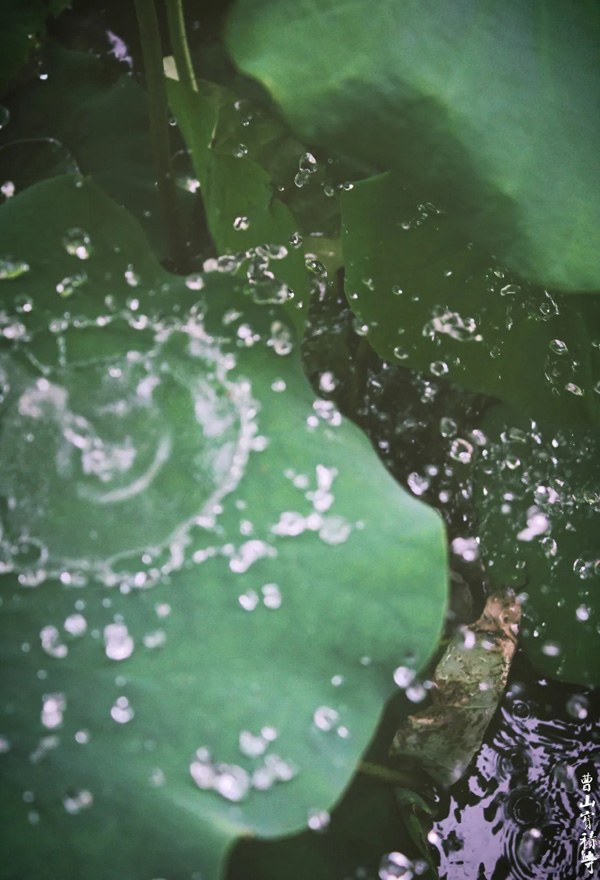 「莲花」曹山赏莲：看取莲花净，应知不染心