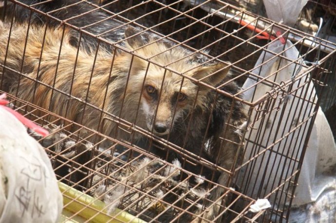 「红安」武汉归元护生群联合红安天台寺举行大型放生法会 「红安」武汉归元护生群联合红安天台寺举行大型放生法会