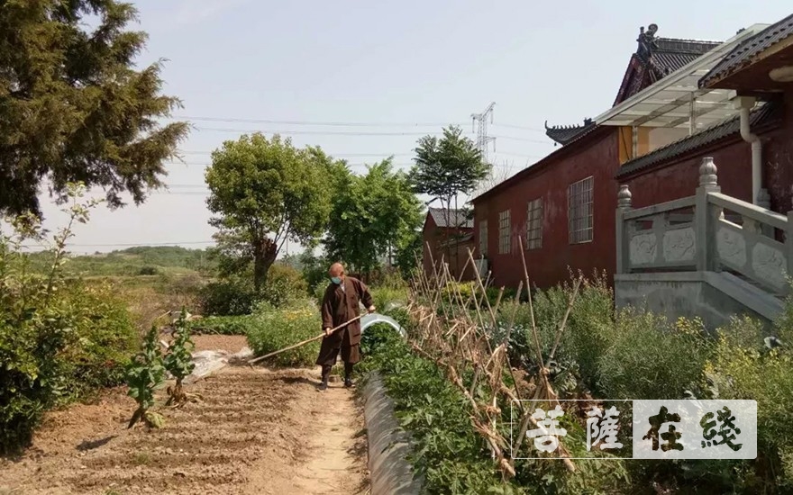 「佛教」抢抓农时,自力更生,湖北各寺掀起春耕生产热潮 「佛教」抢抓农时,自力更生,湖北各寺掀起春耕生产热潮