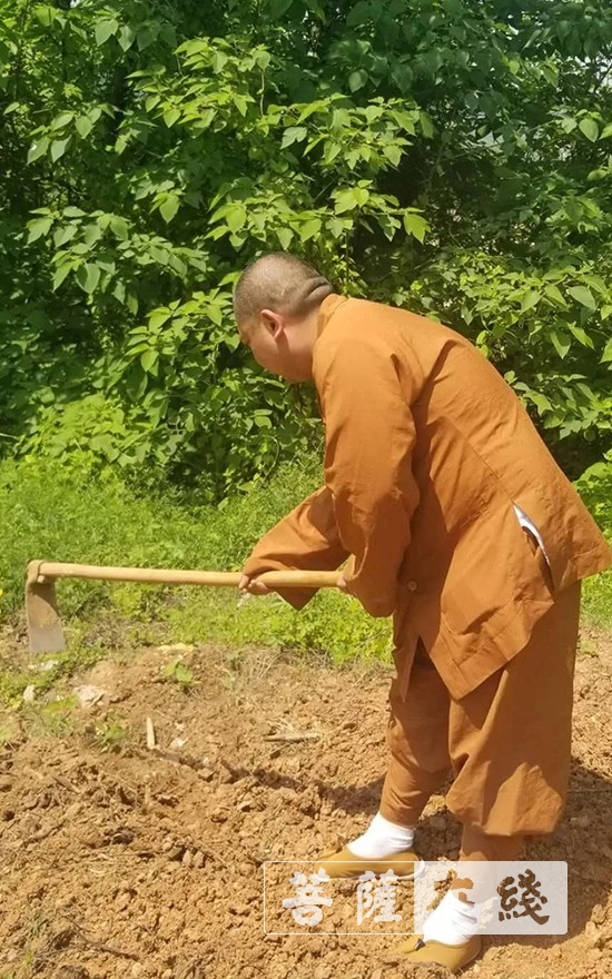 「佛教」抢抓农时,自力更生,湖北各寺掀起春耕生产热潮 「佛教」抢抓农时,自力更生,湖北各寺掀起春耕生产热潮