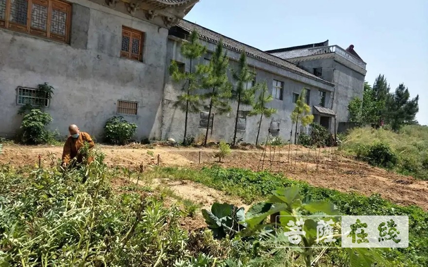 「佛教」抢抓农时,自力更生,湖北各寺掀起春耕生产热潮 「佛教」抢抓农时,自力更生,湖北各寺掀起春耕生产热潮
