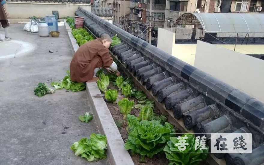 「佛教」抢抓农时,自力更生,湖北各寺掀起春耕生产热潮 「佛教」抢抓农时,自力更生,湖北各寺掀起春耕生产热潮
