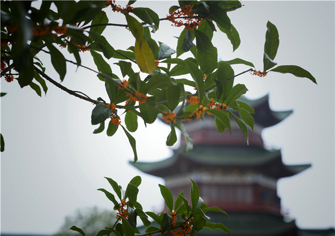 「佛教」佛七组图:一句弥陀 作大舟 「佛教」佛七组图:一句弥陀 作大舟