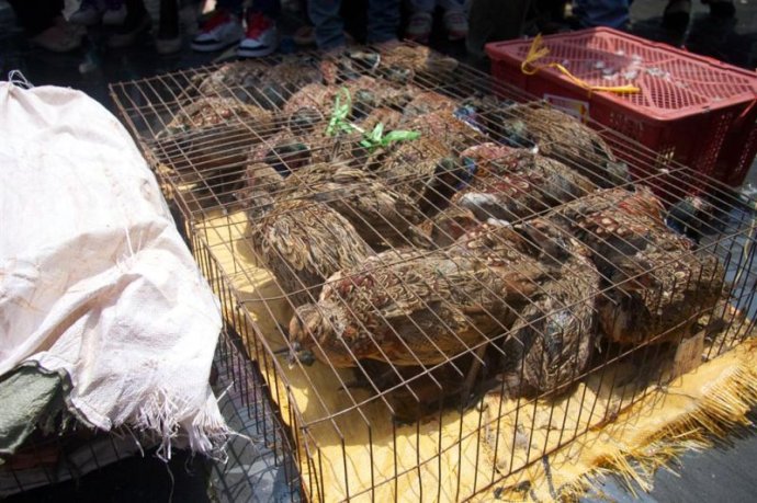 「红安」武汉归元护生群联合红安天台寺举行大型放生法会 「红安」武汉归元护生群联合红安天台寺举行大型放生法会