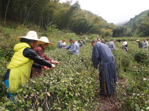 「佛教」真如禅寺农禅并重：云居春茶启灵芽采摘