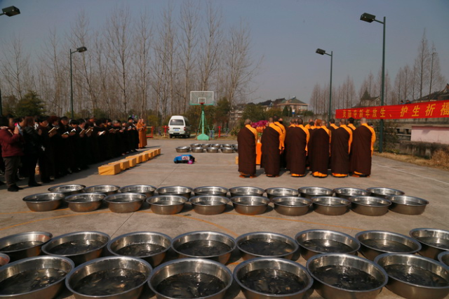 「灵隐寺」浙江杭州灵隐寺举行乙未年首次大型放生活动 「灵隐寺」浙江杭州灵隐寺举行乙未年首次大型放生活动