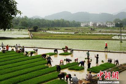 「云门寺」千年古刹云门寺农禅并重僧俗齐收福果出坡