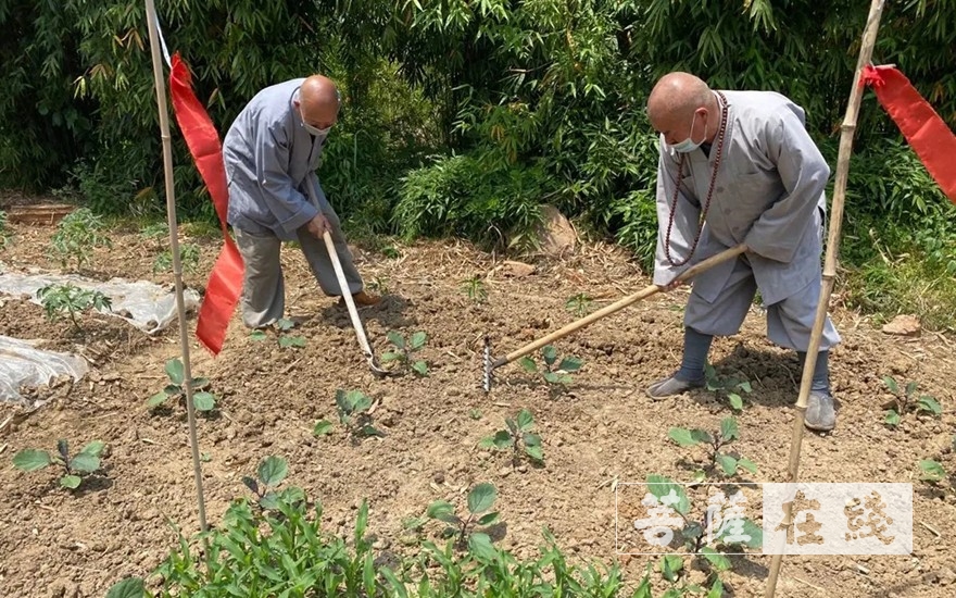 「佛教」抢抓农时,自力更生,湖北各寺掀起春耕生产热潮 「佛教」抢抓农时,自力更生,湖北各寺掀起春耕生产热潮