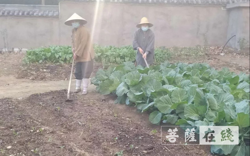 「佛教」抢抓农时,自力更生,湖北各寺掀起春耕生产热潮 「佛教」抢抓农时,自力更生,湖北各寺掀起春耕生产热潮