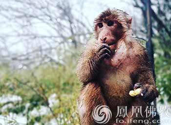 「猴哥」“猴哥”闯进寺庙上房揭瓦 九华山民警捉获放猴归山