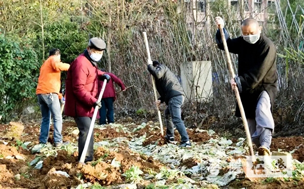 「佛教」传承农禅家风 湖北各寺不负农时春耕忙 「佛教」传承农禅家风 湖北各寺不负农时春耕忙