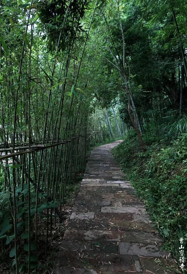 「莲花」曹山赏莲：看取莲花净，应知不染心