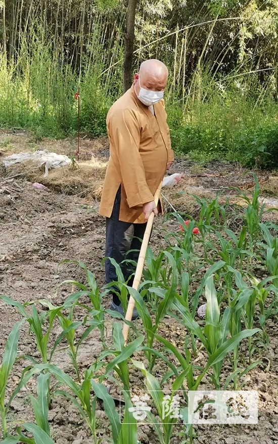 「佛教」抢抓农时,自力更生,湖北各寺掀起春耕生产热潮 「佛教」抢抓农时,自力更生,湖北各寺掀起春耕生产热潮