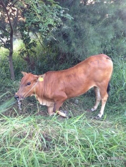「怀孕」怀孕母牛因被法师带领信众放生当场下跪感恩