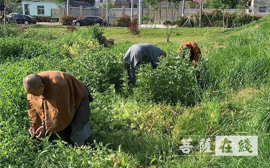 「佛教」抢抓农时,自力更生,湖北各寺掀起春耕生产热潮 「佛教」抢抓农时,自力更生,湖北各寺掀起春耕生产热潮