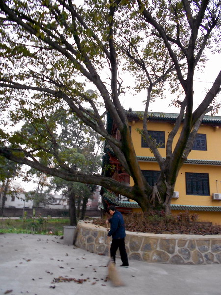 「南华寺」水月清梅：曹溪南华寺撷影
