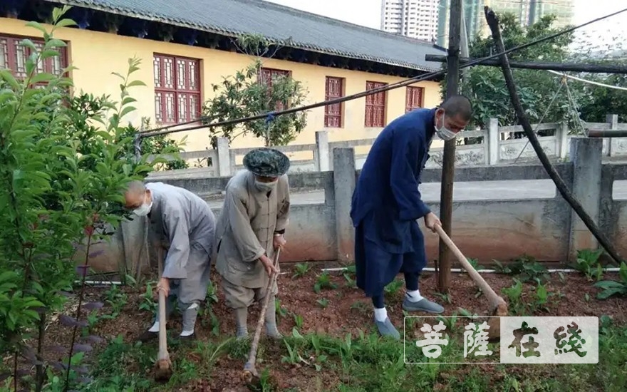 「佛教」抢抓农时,自力更生,湖北各寺掀起春耕生产热潮 「佛教」抢抓农时,自力更生,湖北各寺掀起春耕生产热潮