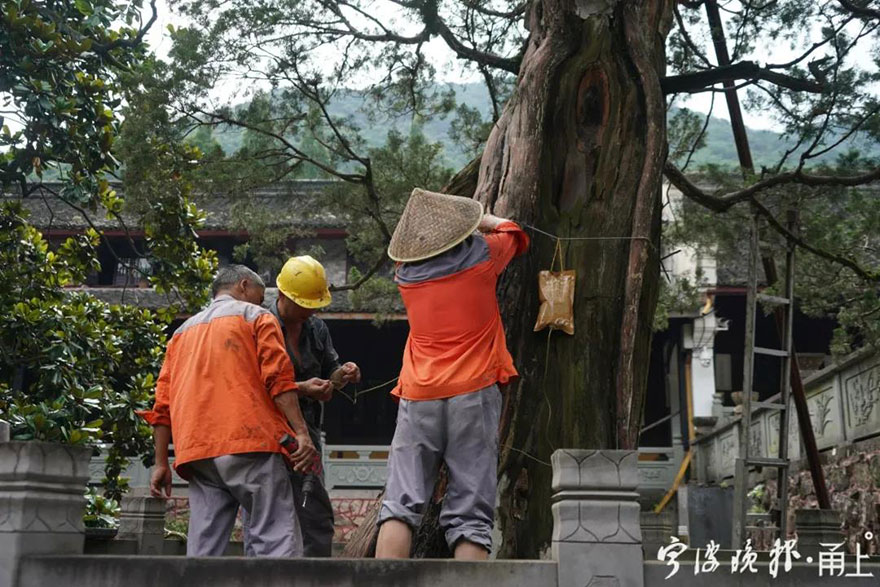 「天童寺」宁波天童寺1260岁唐柏经救治后复荣