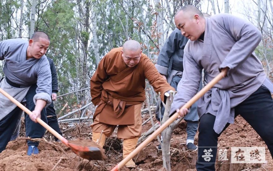「佛教」永信法师带领少林寺僧众出坡植树 发扬佛教农禅并重传统