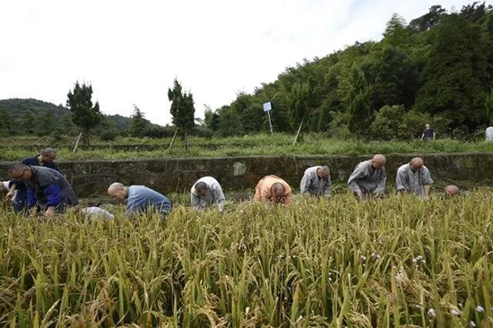 「真如禅寺」农禅并重 续尚宗风——真如禅寺大众出普坡收割水稻