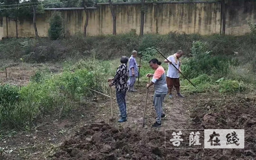 「佛教」抢抓农时,自力更生,湖北各寺掀起春耕生产热潮 「佛教」抢抓农时,自力更生,湖北各寺掀起春耕生产热潮