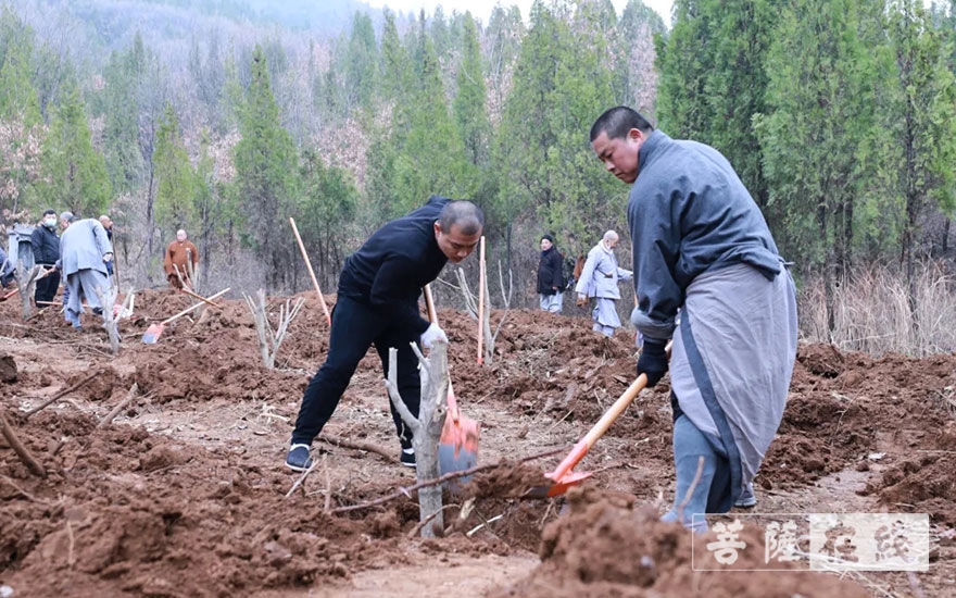 「佛教」永信法师带领少林寺僧众出坡植树 发扬佛教农禅并重传统