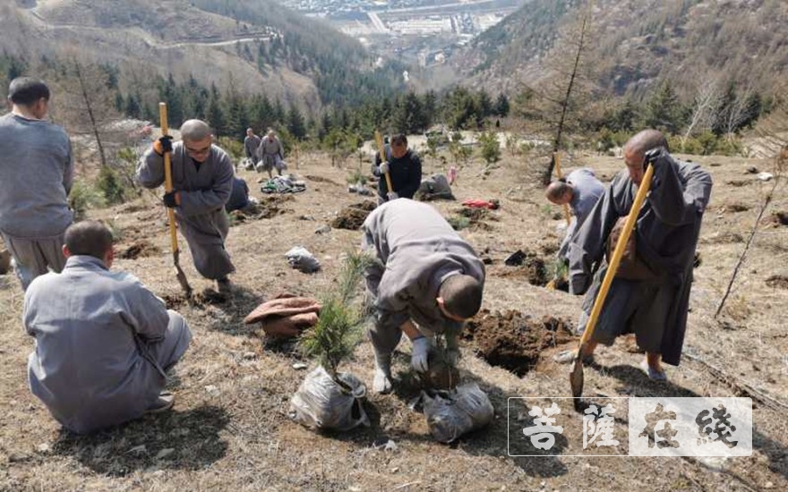 「五台山」五台山黛螺顶僧众开展春季义务植树活动 植树4000余株 「五台山」五台山黛螺顶僧众开展春季义务植树活动 植树4000余株