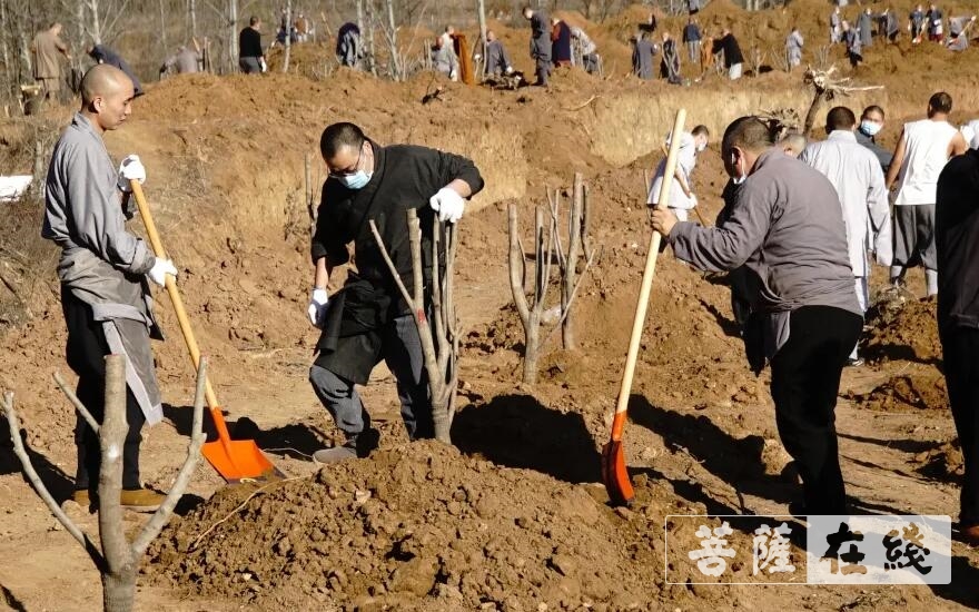 「少林寺」嵩山少林寺僧众集体出坡,栽植首批少林福树 「少林寺」嵩山少林寺僧众集体出坡,栽植首批少林福树