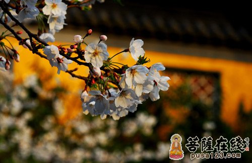 「樱花」春暖花开 江苏南京鸡鸣寺路上的“消息树”开花了