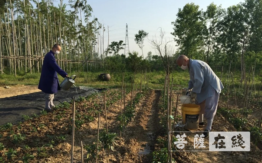 「佛教」抢抓农时,自力更生,湖北各寺掀起春耕生产热潮 「佛教」抢抓农时,自力更生,湖北各寺掀起春耕生产热潮