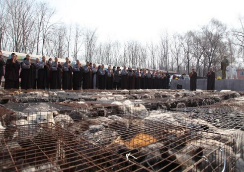 「狐狸」黑龙江大庆果成寺2016年春季救助狐狸纪实