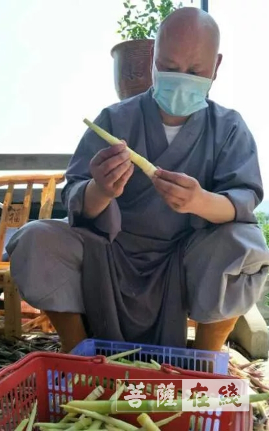 「佛教」抢抓农时,自力更生,湖北各寺掀起春耕生产热潮 「佛教」抢抓农时,自力更生,湖北各寺掀起春耕生产热潮