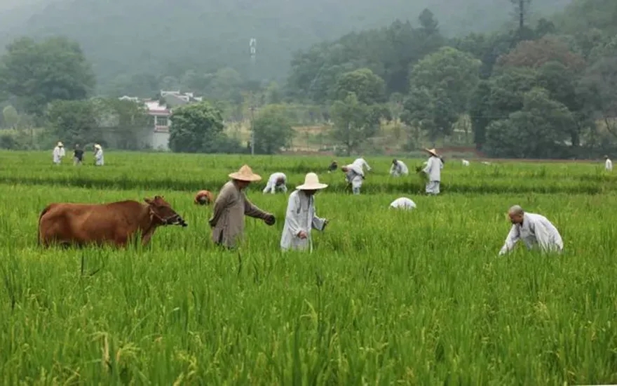 「佛教」禅宗薪火传千年 何惧暴雨袭净居
