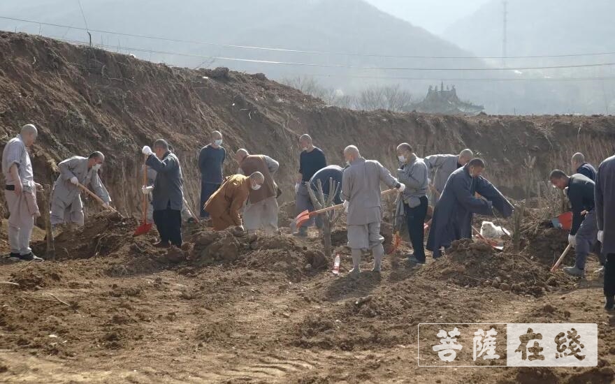 「少林寺」嵩山少林寺僧众集体出坡,栽植首批少林福树 「少林寺」嵩山少林寺僧众集体出坡,栽植首批少林福树