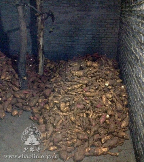 「少林寺」河南嵩山少林寺禅耕农场大丰收 绿色蔬菜助力僧众安心办道