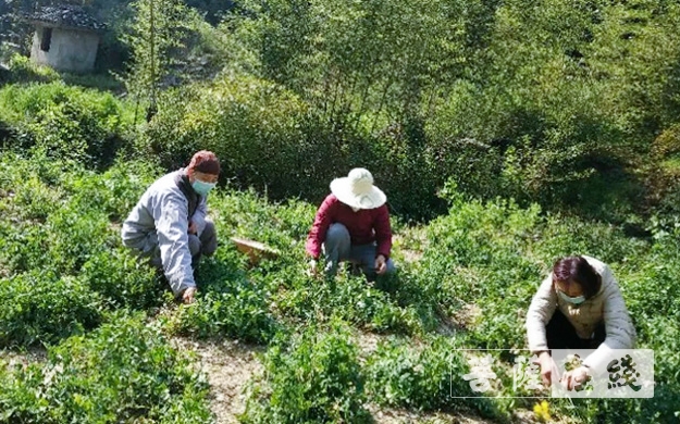 「佛教」传承农禅家风 湖北各寺不负农时春耕忙 「佛教」传承农禅家风 湖北各寺不负农时春耕忙