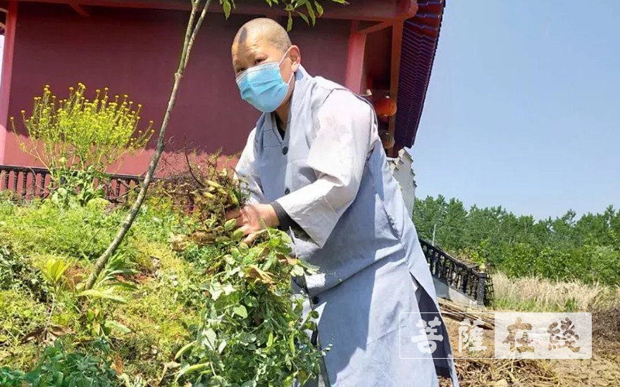 「佛教」抢抓农时,自力更生,湖北各寺掀起春耕生产热潮 「佛教」抢抓农时,自力更生,湖北各寺掀起春耕生产热潮