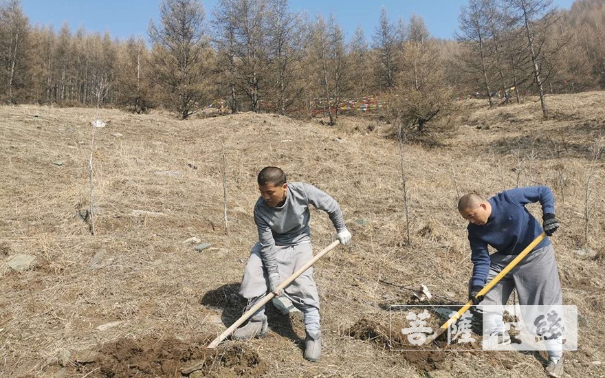 「五台山」五台山黛螺顶僧众开展春季义务植树活动 植树4000余株 「五台山」五台山黛螺顶僧众开展春季义务植树活动 植树4000余株
