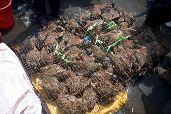 「红安」武汉归元护生群联合红安天台寺举行大型放生法会 「红安」武汉归元护生群联合红安天台寺举行大型放生法会